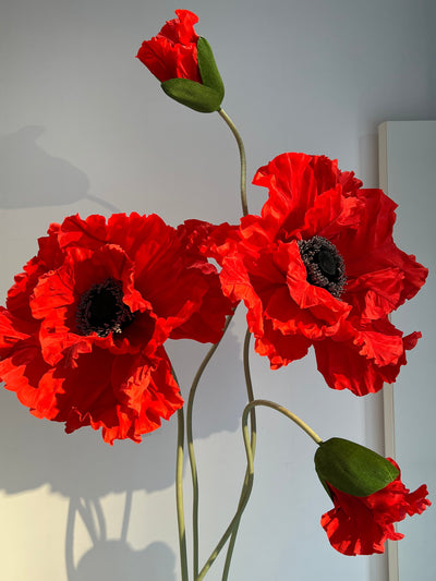 Stunning large paper poppies in full bloom, adding charm to any setting.